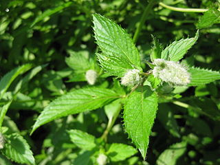 Peppermint helps soothe the muscles of the stomach. Photo by: Gürkan Sengün