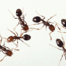 Red Ants Reaction and Treatment: What is a True Allergic Reaction to Red Ants?